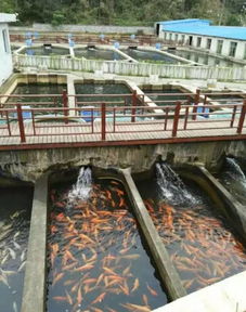 我們要養魚，我們也要環?！晃拿攵S化水產養殖系統