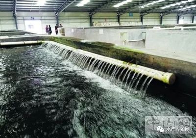 循環水養殖新突破 寶石斑每立方產值2000元，單池達30萬